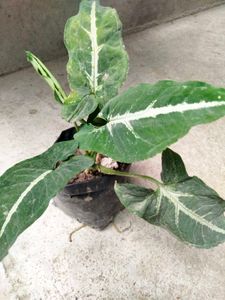 Mix Plants Combo