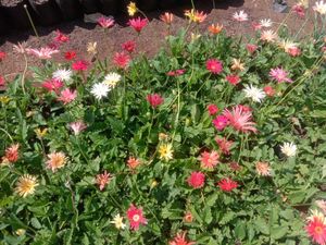 11 Plants In Offer Only Coins