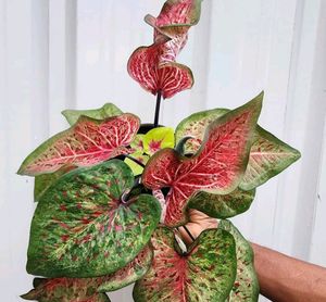 Caladium I&#39;d-Dragon Flame
