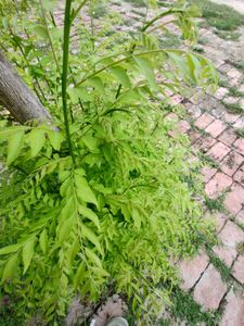 Curry Leaves Plant Seeds