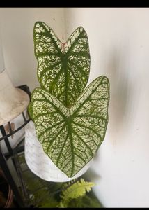 Xmas Caladium 2 Variety Combo