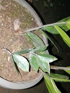zz plant