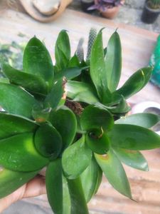 Black Sensevieria Plant