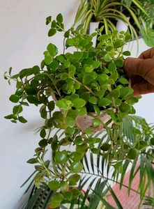 Pack 2 Pilea Depressa &amp; Ee Tradescantia Plants
