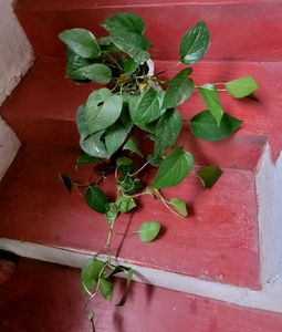 Set 2 Money &amp; Plants