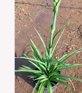 Price Starting15 Rs.plant Combo