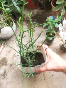 Price DropMega Combo 5 Type Semi Scullent Plant