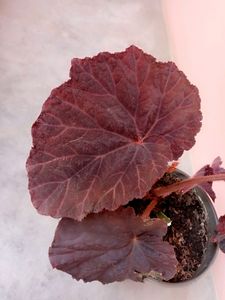 Begonia