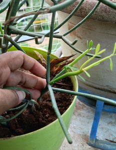 New Growth Pencil Cactus