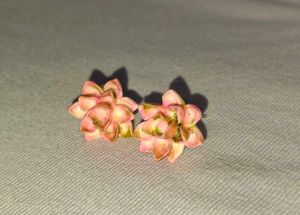 Succulent Stud Earring Set
