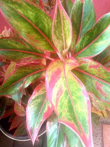 Aglaonema Chinese Evergreen Plant