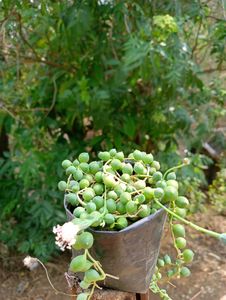 String Of Pearls