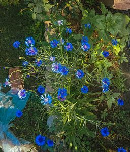 Cornflowers Seeds Mixed Colors