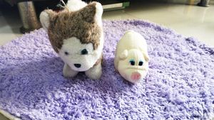 Combo Of Cat And Pound Puppies
