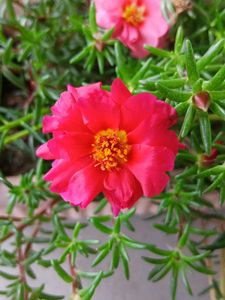 Three Colours Portulaca