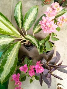 Flowering Bourgainvillea N Plants Combo green