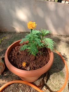 Plants Combo Of 5