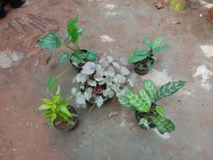 Plants