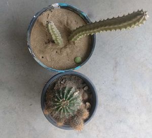 Combo Of Two Flowering Cactus 🌵