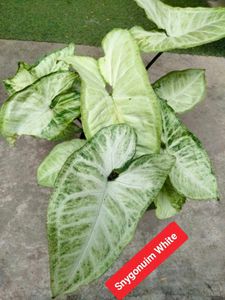 Plants For Home, Combo Offer