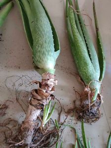 21 Alovera Plants