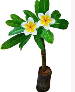 Champaplant/Magnolia champaca/Champak Ste