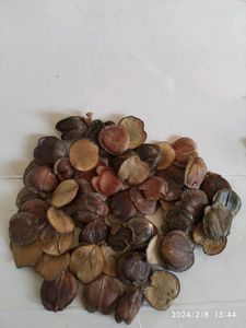 Harsingar plant seeds
