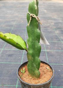 dragon fruit plant