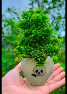 Cute ♥️😜 Artificial Pots Of 3 Pieces