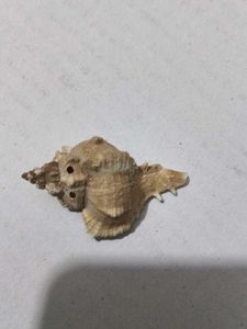 Most Mostest Beautiful Old Sea Shank(Shell)