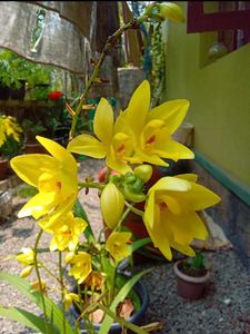 Yellow Ground Orchid🌼🌼🌼