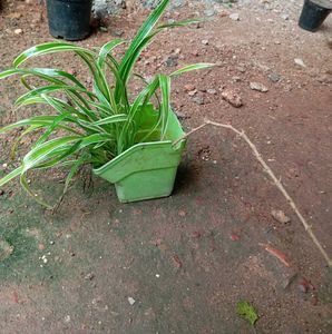 Spider Plant