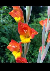 Rare Plant Combo11