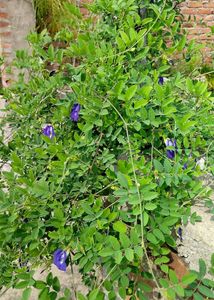 Aparjita Plant Seeds Pack Of 5 Seed