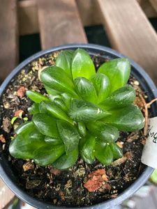 Haworthia Truncata