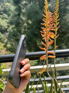 black iPhone 14 plus cover