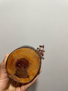 Show Piece