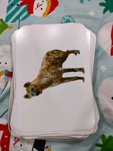 Animals / Birds Cards Toys