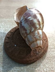 Striped Seashell Figurine