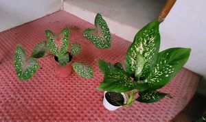 Set 2 Dieffenbchi & Calcium Biclor Plants