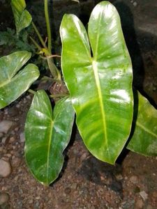 philodendron burle Marx