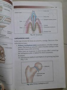 Bdc Anatomy Handbook