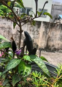 Black Pearl Pepper Plant