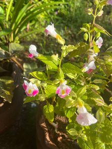Wishbone Flower Plants combo