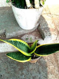 Combo Of  Sansevieria(snake Plant)