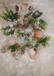 Sea Shells For Aquarium Or Decoration