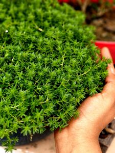 Sedum Angelina Plant