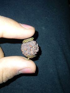 Original Shivji Tears Rare 5 Mukhi Rudraksh