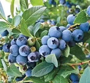 hybrid blue berry 🫐  plant easily grow in