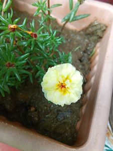 Four Colours Portulaca 12 Sticks